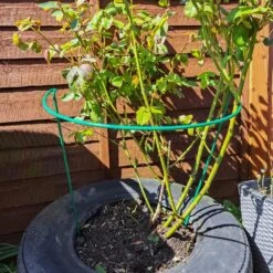 Serene Spaces 6 Woodside Steel Garden Plant Support Stakes, Half Round Flower Guard Cage (10 Pack)